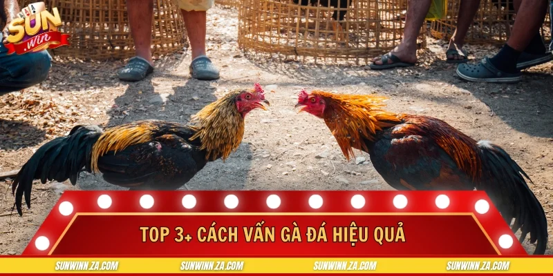 Top 3+ cách vấn gà đá hiệu quả